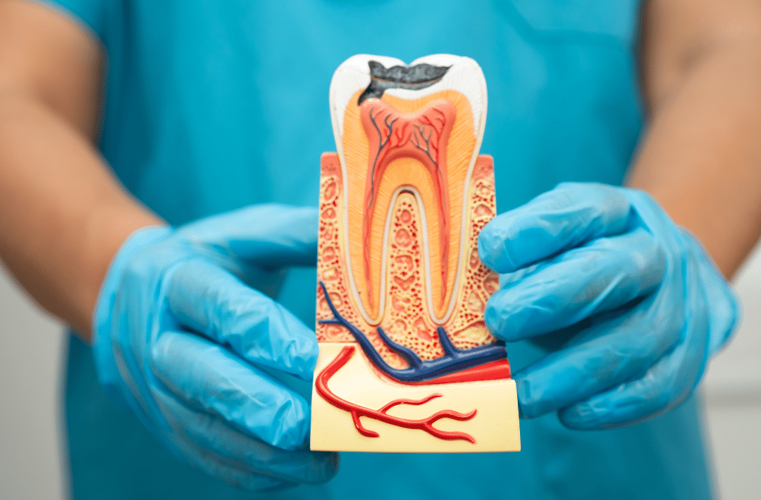 A dental professional holding a cross-section model of a human tooth, showing the enamel, dentin, and the internal pulp chamber where root canal therapy is performed.
